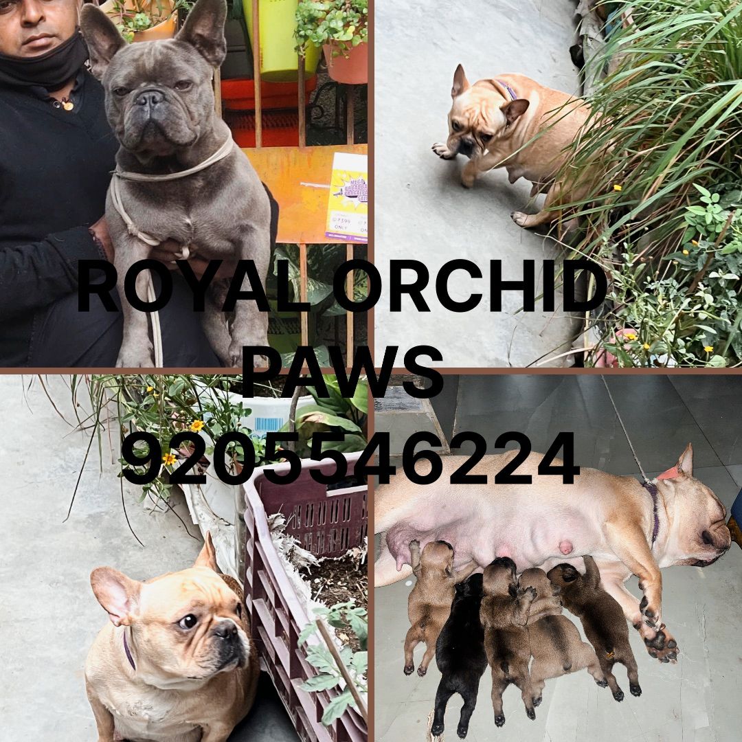 FRENCH BULLDOG puppies from NEW DELHI. Breeder: Suraj Tomar